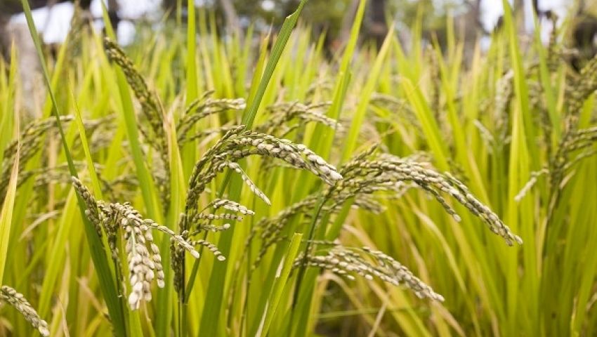 حظر زراعة الأرز بطريقة البدر في مصر الدقهلية