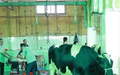 توافد المواطنين على المجازر لذبح الأضاحي لليوم الثالث بالدقهلية