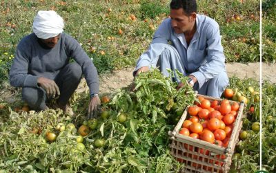 استغاثة أكثر من 6 آلاف من مزارعي الطماطم بسب الفيروسات