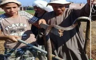 للمرة الثانية على التوالى … ثعبان يلدغ طالب فى أرضه الزراعية بأجا