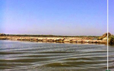 حملة لازالة التعديات ببحيرة المنزلة بمنطقة ليسا الجمالية