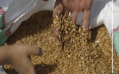 مصر تتعاقد لشراء 420 ألف طن قمح من روسيا ورومانيا