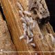 النمل الأبيض يجتاح مصر.. والزراعة تعلن 2255 منزلاً مصاباً