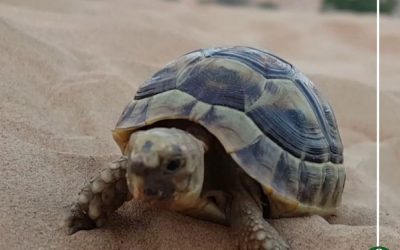 ضبط 7 سلاحف بريّة محظور تداولها في بلقاس