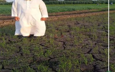 الحكومة تعاقب مواطن في الدقهلية يزرع أرز «عرابي» لترشيد المياه