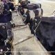 تحصين 78113 رأس ماشية ضد الحمى القلاعية بالدقهلية