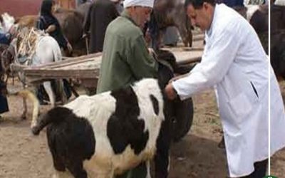 استمرار حملات التحصين ضد الحمى القلاعية بالدقهلية