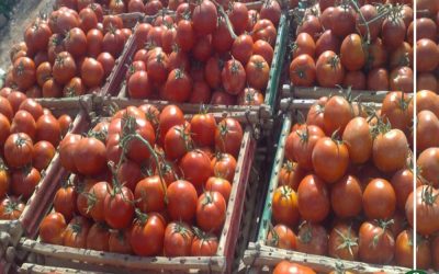 رسميًا.. “الزراعة” تحظر استيراد تقاوى «طماطم 023» بعد ثبوت إصابتها بفيروس