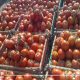 الزراعة  تكشف حقيقة وجود طماطم مسممة في الأسواق