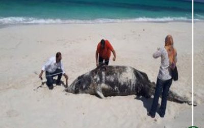 بالصور| العثور على حوت نافق بالساحل الشمالى طوله 5 أمتار
