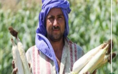 طن الذرة بـ3800 جنيه.. بدء موسم حصاد «الذهب الأصفر»