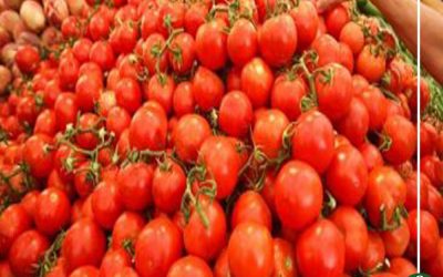 الزراعة توصى بوقف استيراد بذور الطماطم بعد ثبوت إصابتها بفيروس تجعد الأوراق
