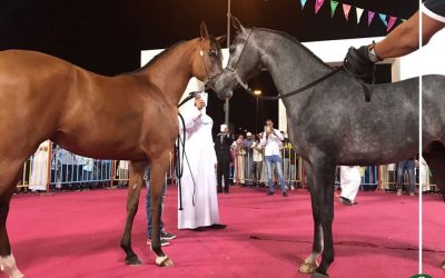 جمصة تستضيف مهرجان الخيول العربية 26 أكتوبر