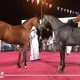 جمصة تستضيف مهرجان الخيول العربية 26 أكتوبر