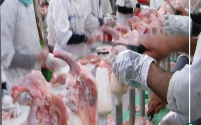 في 5 نقاط.. رئيس الوزراء يواجه «مخلفات الدواجن» بقرار جديد