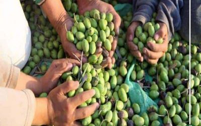 في موسم الزيتون.. تجار: ثمرة رزق.. ومواطنون: انصدمنا من أسعاره