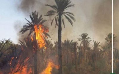 نيران الراشدة تنتقل إلى أسوان.. حريق يلتهم 500 نخلة بقرية سلوا