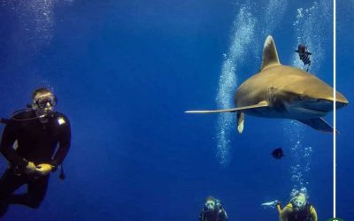 مجلة بريطانية تصنف البحر الأحمر ضمن أفضل 10 مناطق غطس بالعالم