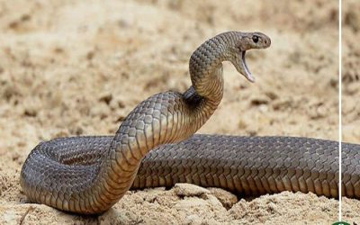 ثعبان يلدغ مزارعاً في أجا