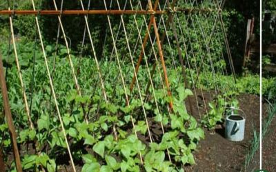 «الذبابة البيضاء» تهاجم الفاصوليا بالبحيرة