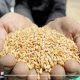 توريد القمح يصل الى 45 ألف طن بالدقهلية