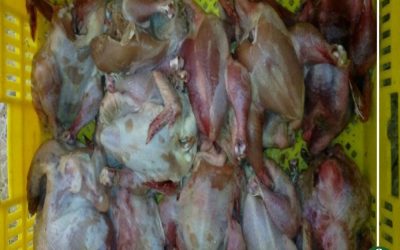 لجنة لفحص الدجاج الفاسد في مستشفى نبروه المركزي