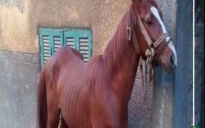 “ركلة حصان” تصيب طفل منية النصر بنزيف