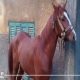 “ركلة حصان” تصيب طفل منية النصر بنزيف