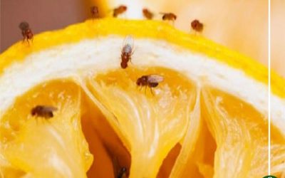 ذبابة الفاكهة تهدد محاصيل الموالح.. والوزارة تجاهلت الأزمة