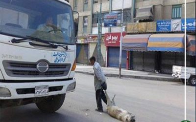 كلب يعقر 3 مواطنين وحملات لمكافحة الكلاب الضالة