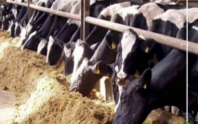 تحصين 182 ألف رأس ماشية ضد مرض الحمى في الدقهلية
