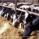 تحصين 182 ألف رأس ماشية ضد مرض الحمى في الدقهلية