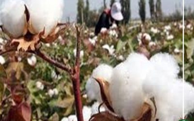 إدخال سلالات جديدة من الأرز والقطن لتحسين الإنتاج