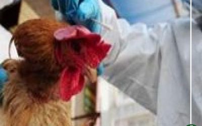 مسح شامل لمواجهة أنفلونزا الطيور الجديدة بالدقهلية