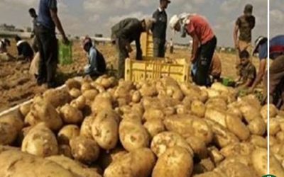 الأسواق التركية تفتح أسواقها للبطاطس المصرية