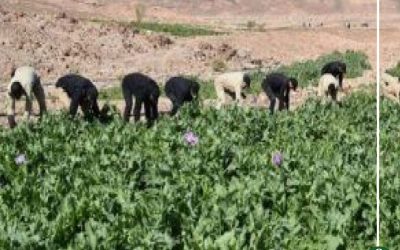 ضبط فلاح لزراعته نبات البانجو بمزرعته بالمنصورة