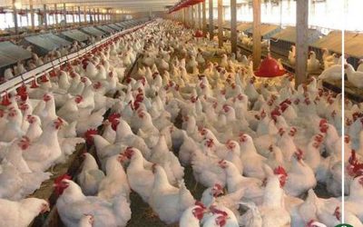 محاصرة مزرعة مصابة بإنفلونزا الطيور بالدقهلية