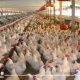 محاصرة مزرعة مصابة بإنفلونزا الطيور بالدقهلية
