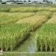 الدقهلية تدرج ضمن 9 محافظات لزراعة الأرز