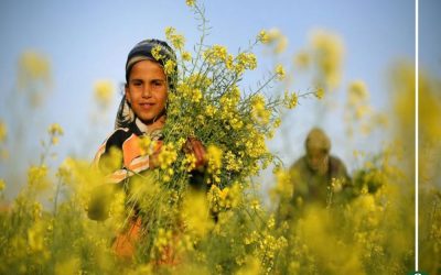 غدًا بداية الاعتدال الربيعى وأول أيام الفصل فلكيًا