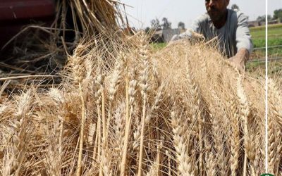 الحكومة توافق علي سعر أردب القمح ب685 جنيه