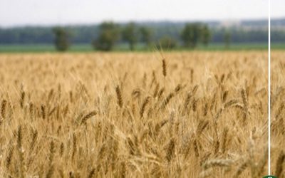 ارتفاع توريد القمح بالدقهلية إلى 170 ألف طن