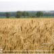 ارتفاع توريد القمح بالدقهلية إلى 170 ألف طن