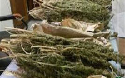 ضبط تشكيل عصابى للإتجار فى المواد المخدرة بجمصة