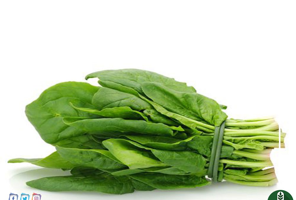 فوائد الكرفس وأهميته الغذائية لصحة الجسم