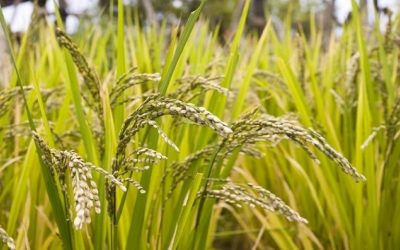 حظر زراعة الأرز بطريقة البدر في مصر
