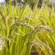 حظر زراعة الأرز بطريقة البدر في مصر