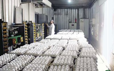 مصر تصدر مليون و80 ألف بيضة للبحرين