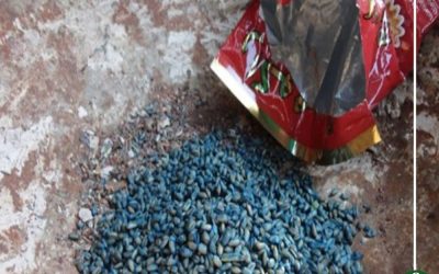 هكذا تحولت «حبة الغلة» من وسيلة علاج آفات القمح لأداة انتحار