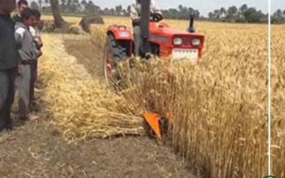 ارتفاع توريد القمح بالدقهلية إلى 138 ألف طن